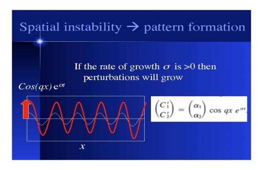 Diffusion, Reaction, And Biological Pattern Formation | Www.mathtube.org