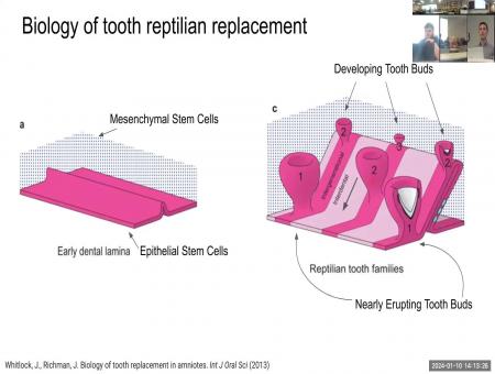 Phase dynamics of cyclic reptilian tooth replacement