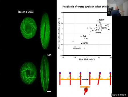 Collective cell chirality